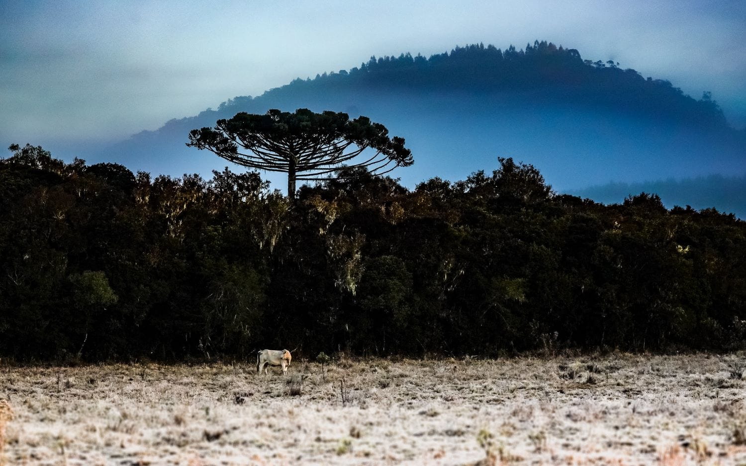 Massa de ar frio derruba temperaturas e aumenta risco de geada e ressaca em Santa Catarina